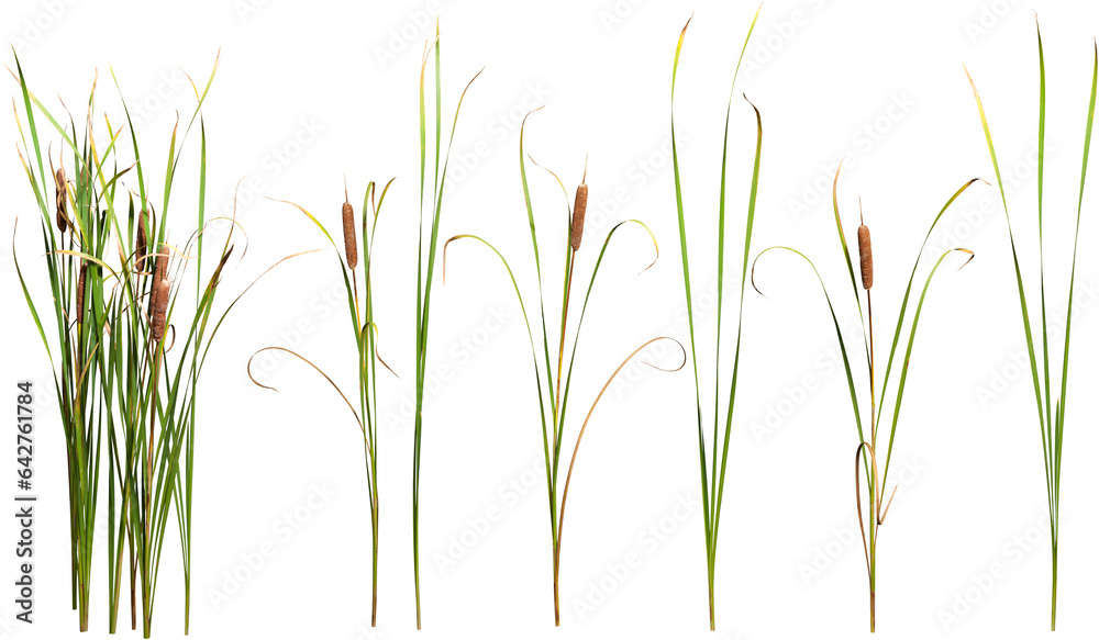 Wall mural cattail and reed plant isolated on transparent background - Wall murals