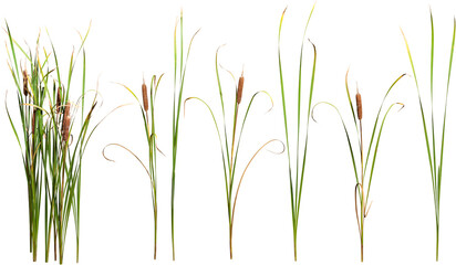 Cattail and reed plant isolated on transparent background	
 - obrazy, fototapety, plakaty