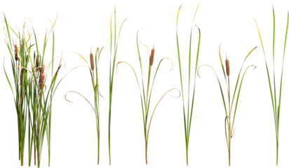 Cattail and reed plant isolated on transparent background	
