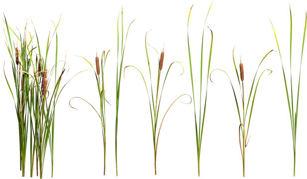 Cattail and reed plant isolated on transparent background	
