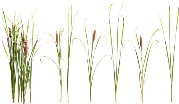 Cattail and reed plant isolated on transparent background	
