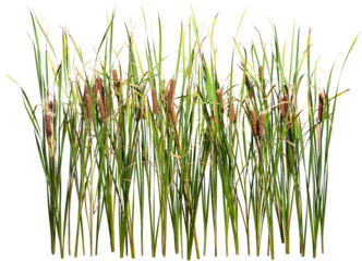 Cattail and reed plant isolated on transparent background	

