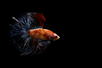Betta Fish, Siamese Fighting fish original from Thailand Isolated on different black, blue or grey...