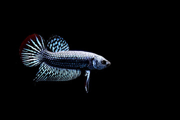 Betta Fish, Siamese Fighting fish original from Thailand Isolated on different black, blue or grey background