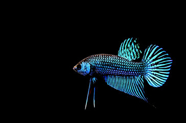 Betta Fish, Siamese Fighting fish original from Thailand Isolated on different black, blue or grey background