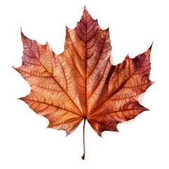 Fall leave transparent on white isolated background