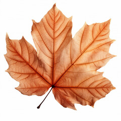 Fall leave transparent on white isolated background