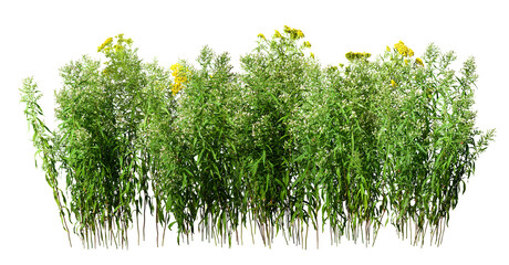 	
Wildplant. Cut out wildflowers isolated on transparent background. White and yellow flowers with...