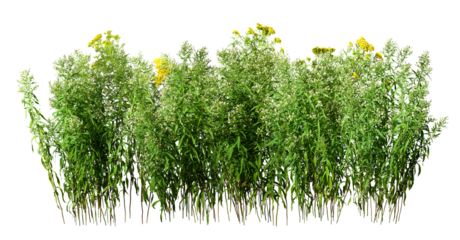 	
Wildplant. Cut out wildflowers isolated on transparent background. White and yellow flowers with green foliage