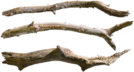 Dry tree branch isolated on transparent background. Broken branches	
