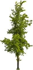 Fototapeta na wymiar Tree isolated on transparent background. Green foliage