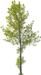 Tree isolated on transparent background. Green foliage
