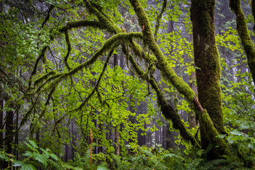 Green and mossy trees in a forest