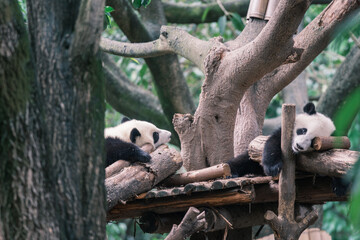 giant panda eating bamboo