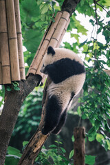 koala bear climbing tree
