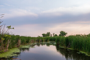 Fototapeta premium Early of a Summer Morning in the Mazi Drain Marsh Near Port Maitland Ontario