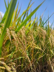 The golden ears of rice