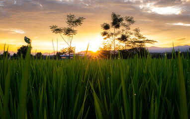 The last light with the rice plant.