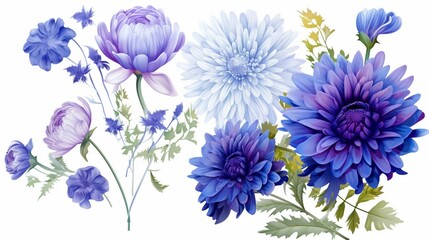 A set of flowers lavender and chrysanthemum, against an isolated white background, Sapphire Blue Color