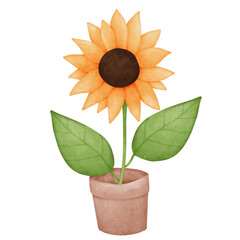 sunflower watercolor 