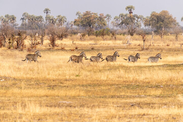 Telephoto shot of a large herd of Burchell's Plains zebras, Equus quagga burchelli, running on the dry lands of the Okavango Delta, Botswana.