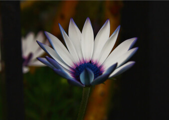 purple and yellow flower