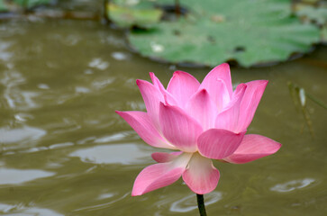 Pink lotus flowers are blooming in the morning at the public pond in the village.