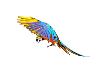 Fototapeta premium Colorful flying parrot isolated on transparent background png file