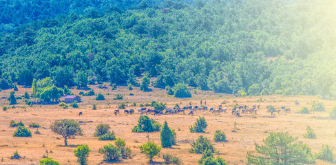 Fototapeta premium Farmers guiding herd of cattle on soft sunlight