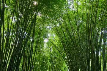Dense bamboo forest in the park