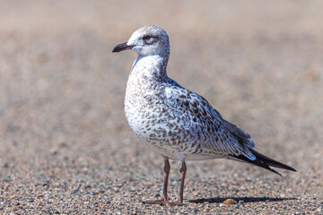 Seagulls