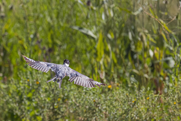 kingfisher