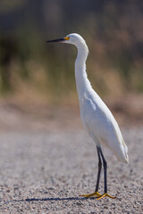 snowy egret