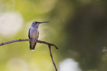Hummingbird