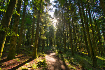 Obraz premium Vogesen im Val de Villé in Frankreich