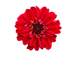 赤いレディダリアアンバの花