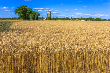Champ de blé autour de Charroux, Allier 