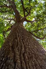 Célèbre chêne Charles louis Philippe de la forêt du Tronçais