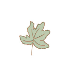 leaf isolated on white