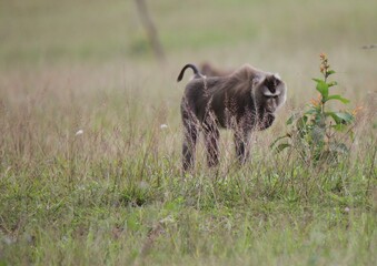 Monkey running in a field
