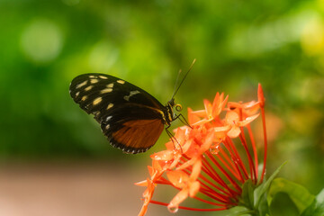A pretty butterfly known as a tiger longwing or latin name Heliconius Hacale zuleika floats near a tropical plant
