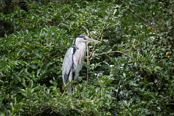 A big bird grey heron on the wildlife foliage beside water where it lives and hunts. Ardea cinerea is a large animal at home in European wetlands 