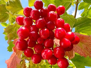 Red viburnum berry bush in the garden.