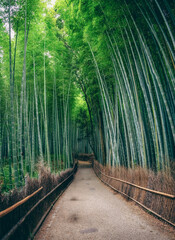 Obraz premium Bamboo Forest in Japan, Arashiyama, Kyoto