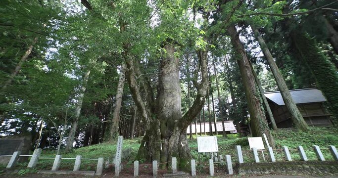 A Japanese zelkova tree in front of the shrine at the countryside wide shot tilt up