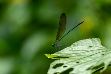 Tiny dragonfly with natural green leaf in a garden