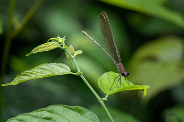 Tiny dragonfly with natural green leaf in a garden