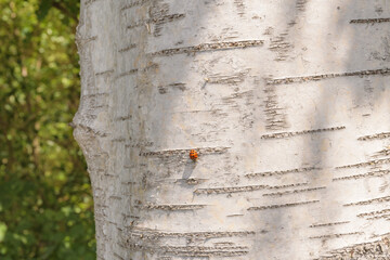 trunk birch bark tree close up ladybug sunny day green forest background - Powered by Adobe