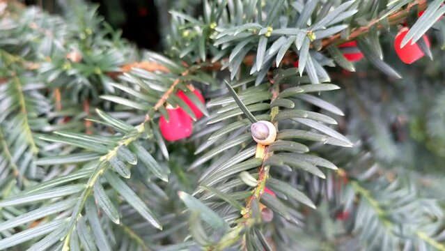 Yew tree with red fruits. Taxus baccata