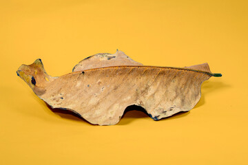 Fototapeta premium Dead Dry leaf isolated on Yellow background autumn leaves